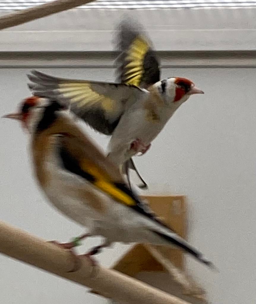 Witkeel major putter man te koop, Dieren en Toebehoren, Mannelijk, Wildzangvogel, Geringd