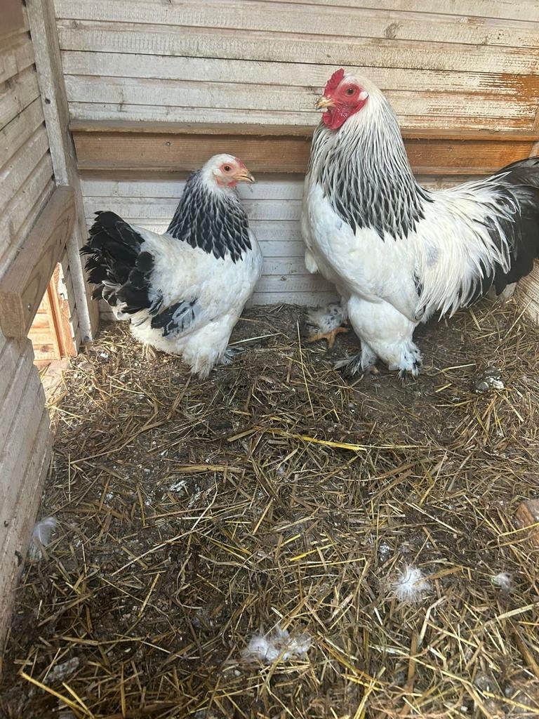 Brahma hen + haan  ( Kriel ), Dieren en Toebehoren, Pluimvee, Meerdere dieren, Kip