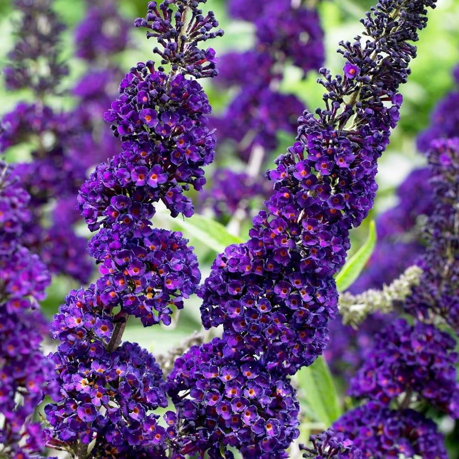 Buddleja davidii (vlinderstruik) in diverse kleuren, Volle zon, Vaste plant, Zomer, Ophalen