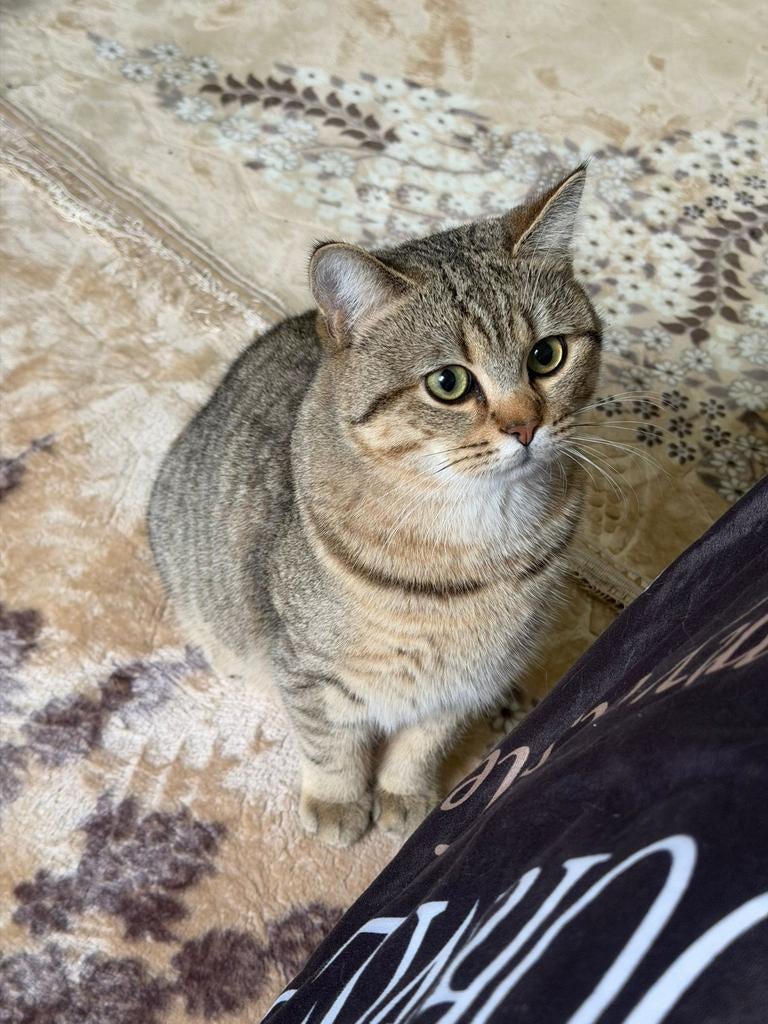 Kat, Dieren en Toebehoren, Katten en Kittens | Raskatten | Korthaar