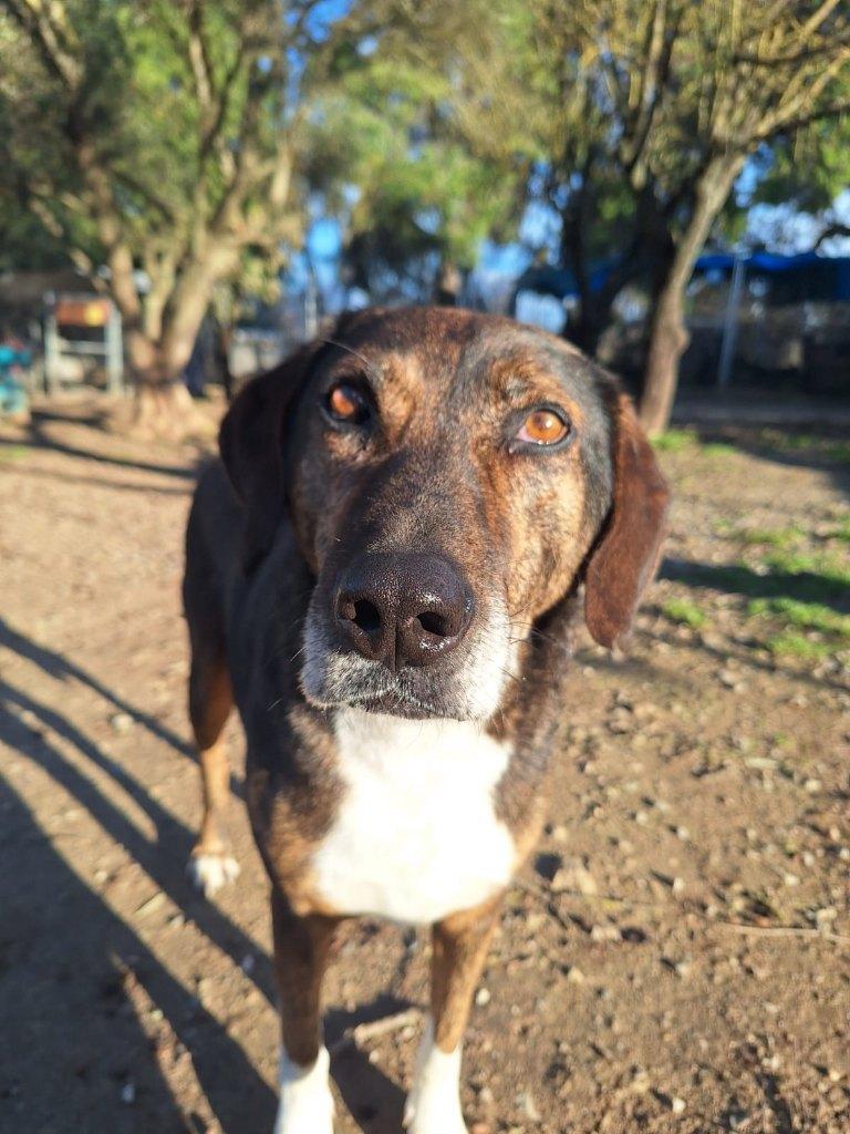 Samu – een echte knuffelvriend zoekt zijn gouden mand!, Dieren en Toebehoren, 6 jaar of ouder, Particulier, Reu, Buitenland