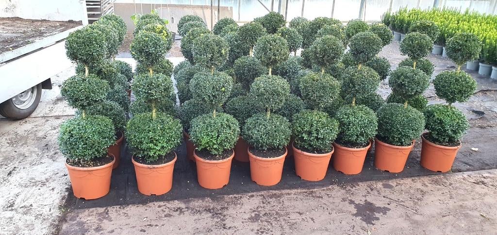Buxus triobollen, Ophalen, Bloeit niet, Overige soorten, Volle zon