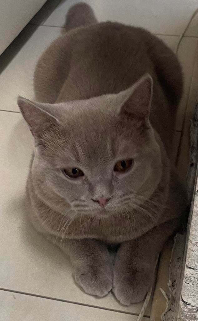 britse korthaar Raszuiver dekkater Niet te koop €200 Nu, 0 tot 2 jaar