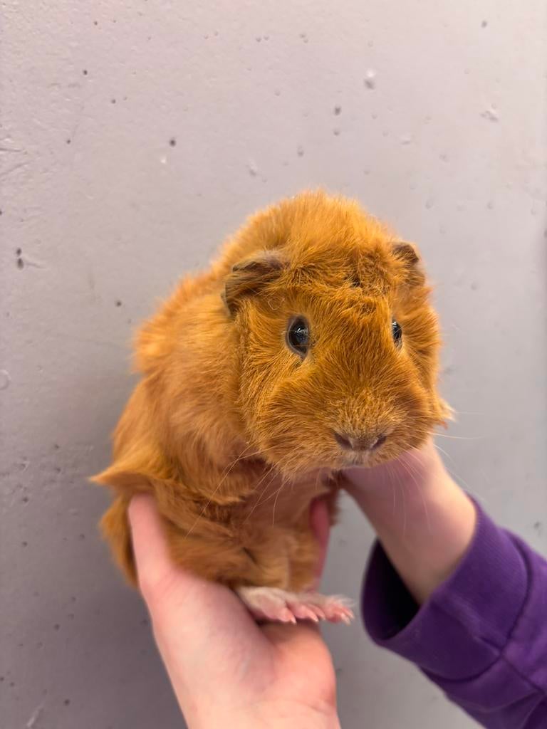 Cavia koppel beren, Dieren en Toebehoren, Cavia, Mannelijk, December, Tam