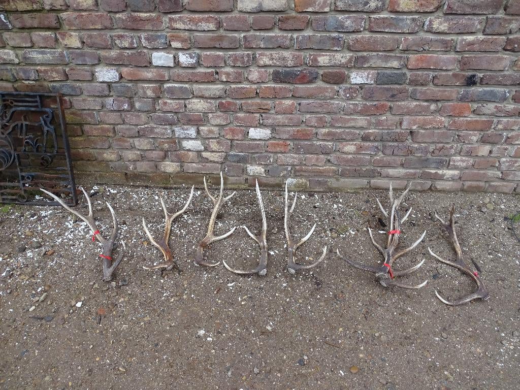 mooie grote geweistangen afwerpstangen gewei hert, Ophalen