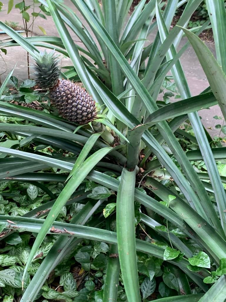 Tuinman, Volle zon, Vaste plant, Ophalen of Verzenden, Bloeit niet