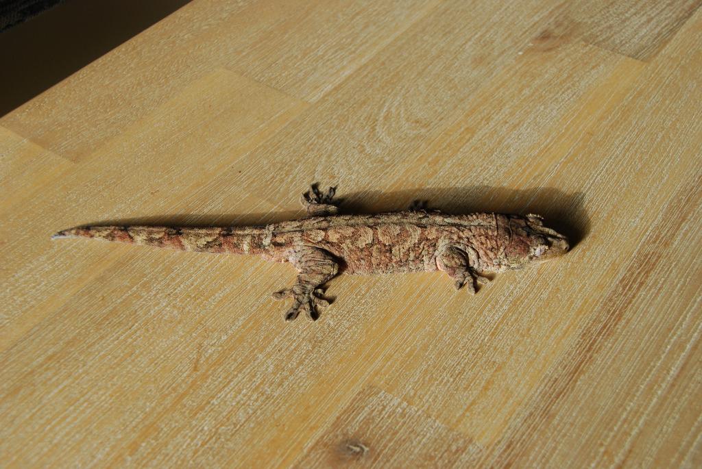 Diverse gekko's te koop, Dieren en Toebehoren, Reptielen en Amfibieën, Hagedis, 0 tot 2 jaar