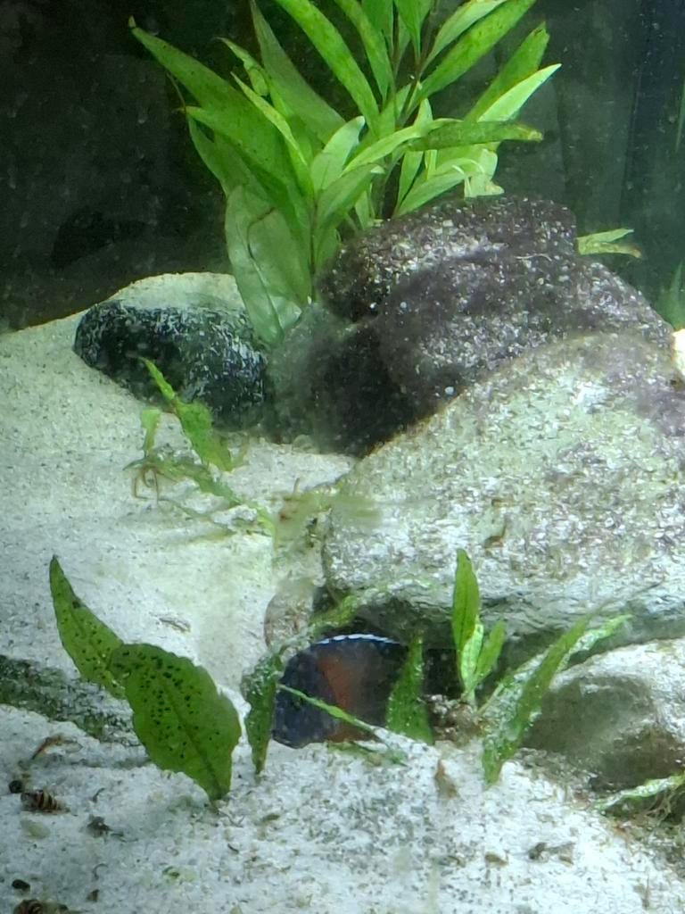 Malawichiclide Aulonacara Red Rubin man, Dieren en Toebehoren, Vissen | Aquaria en Toebehoren, Ophalen of Verzenden