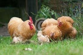 Wyandotte Cochin Brahma Orpington Kippen Hennen legkippen, Dieren en Toebehoren, Pluimvee, Vrouwelijk, Kip