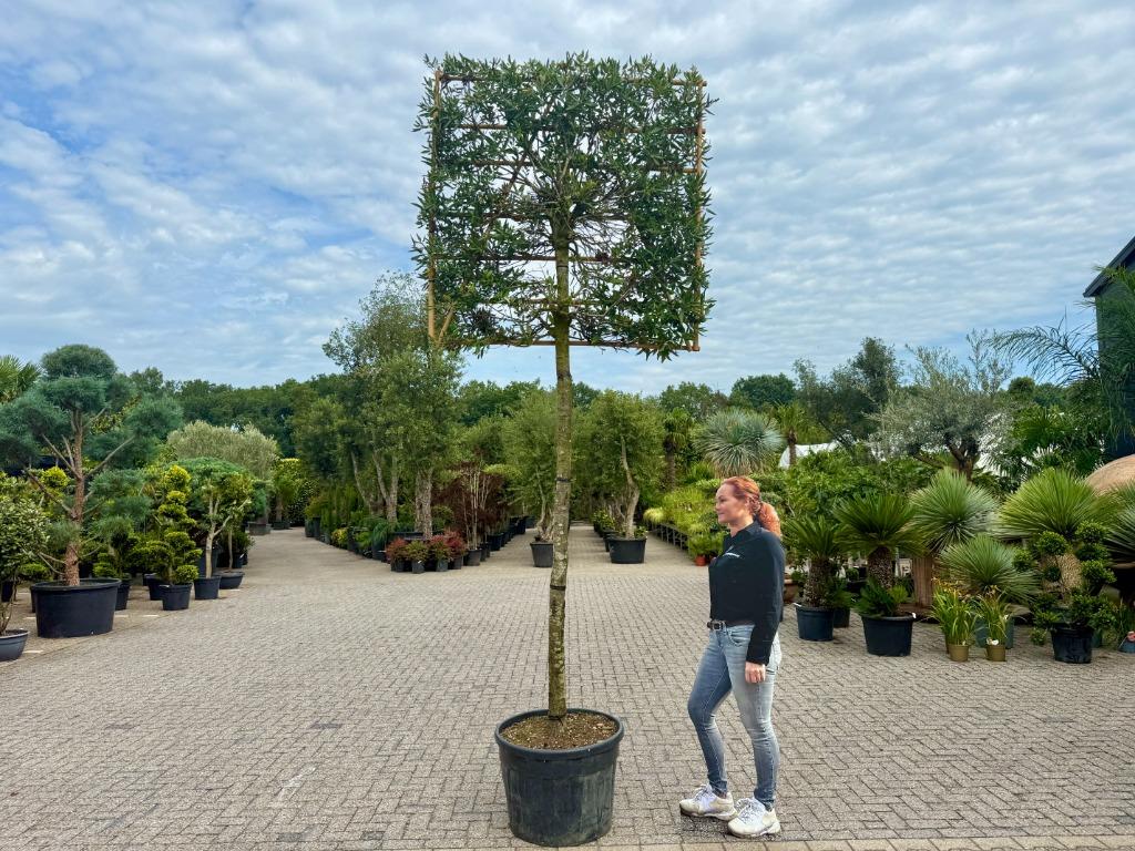 Groenblijvende steeneik 20/25 leiboom - Quercus ilex te koop, Leiboom, Ophalen of Verzenden, 250 tot 400 cm, Zomer