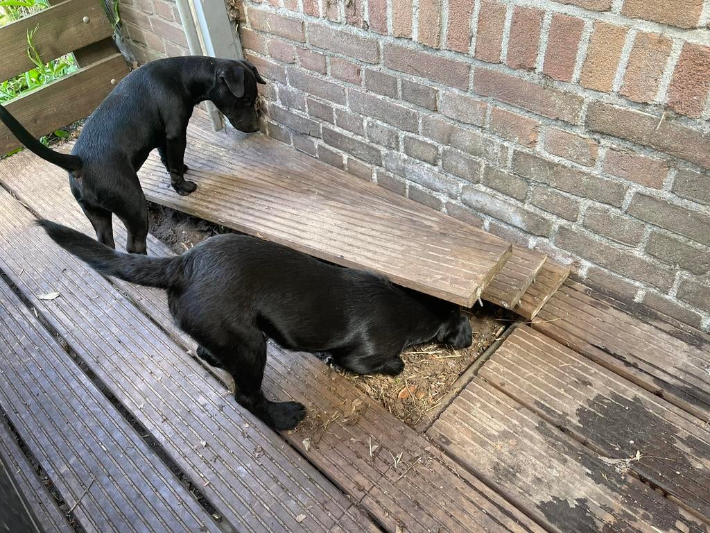 Ratten vangen, ratten weren, ratten bestrijden, rat overlast, Muizen of Ratten