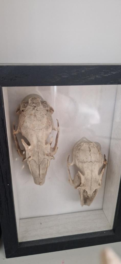 Twee konijnen schedels in lijst, Ophalen of Verzenden