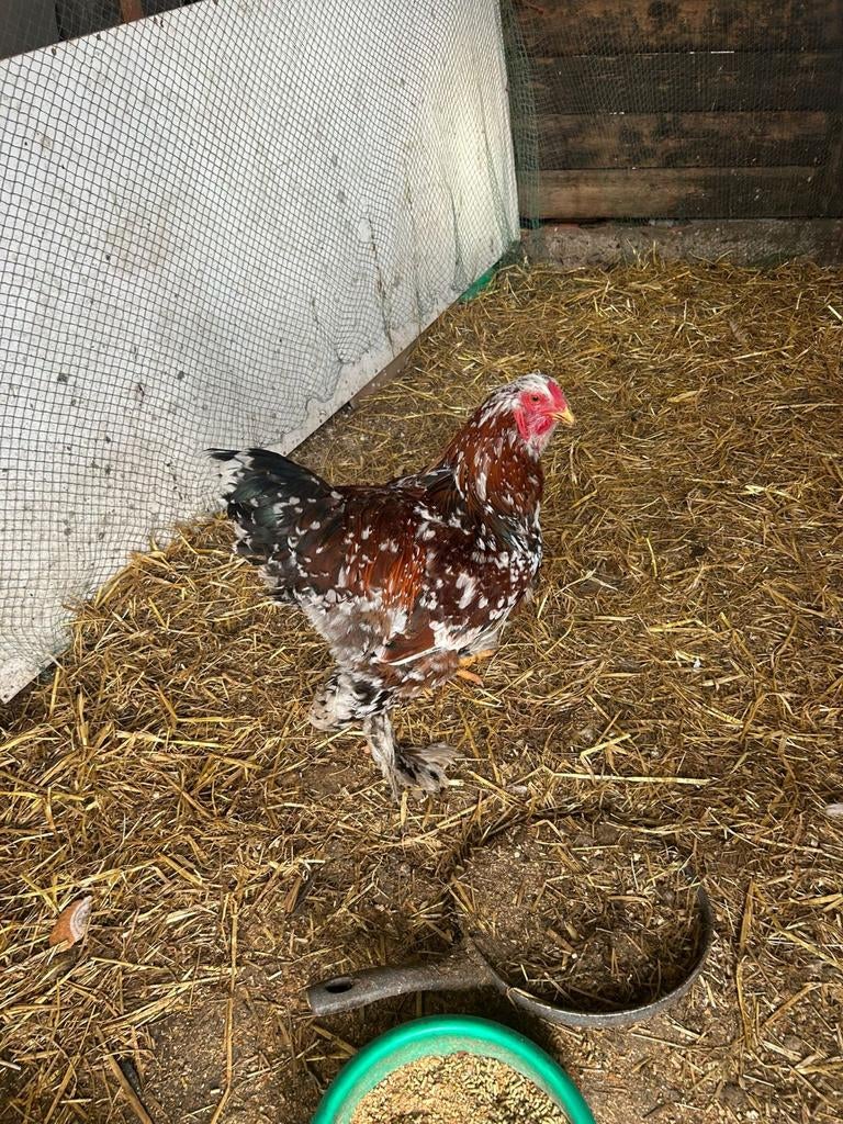 Brahma Haan  ( Rood Porselein ), Dieren en Toebehoren, Pluimvee, Mannelijk, Kip