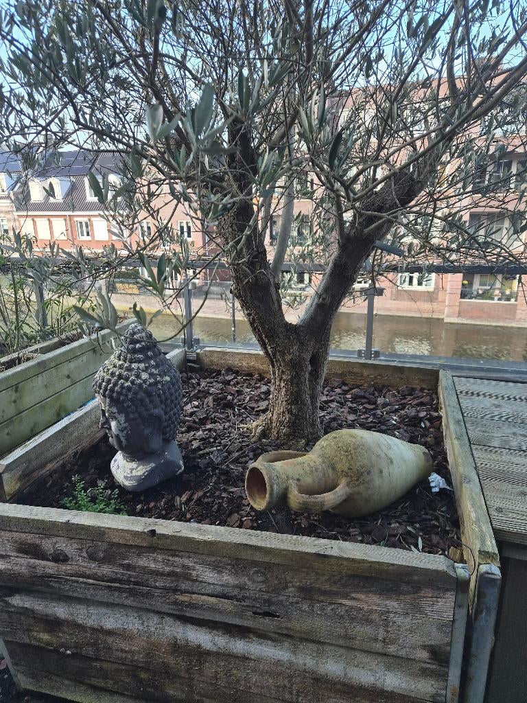 "Gratis"  2 grote olijfbomen, Ophalen, Gebruikt