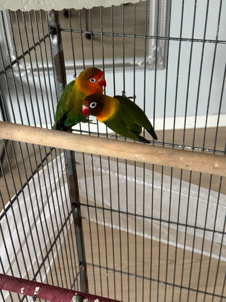 Dwerg papegaai met kooi, Dieren en Toebehoren, Vogels | Hokken en Kooien, Ophalen of Verzenden, Zo goed als nieuw, Metaal, Vogelkooi