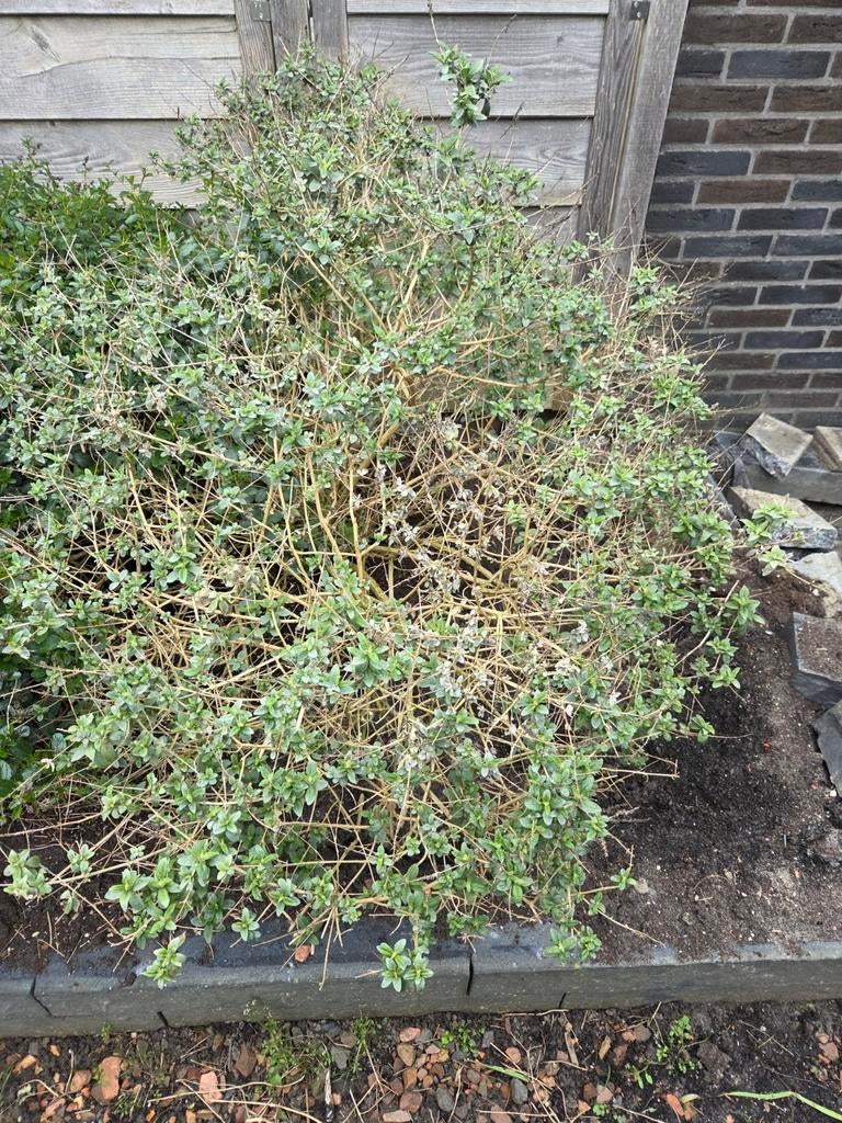 Vlinderstruik (paarse bloemen), Tuin en Terras, Planten | Struiken en Hagen, Ophalen, Vlinderstruik, Struik, Minder dan 100 cm