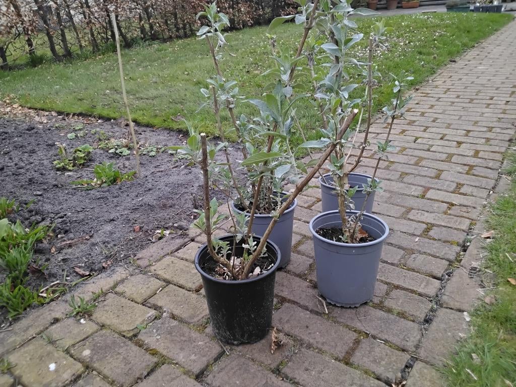 Vlinderstruiken, Overige soorten, Volle zon, Vaste plant, Ophalen of Verzenden