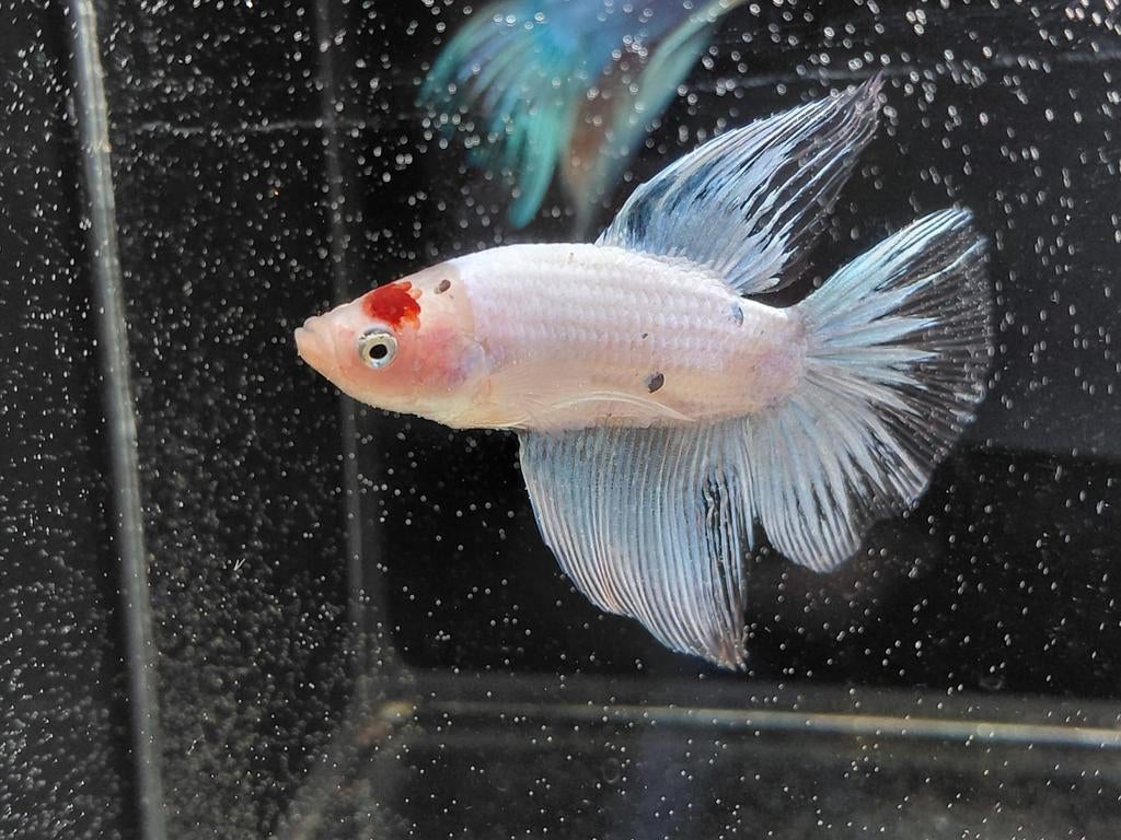 Opaque delta betta man, Vis