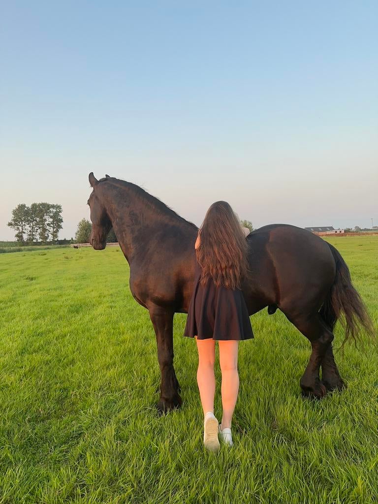 Oppasser gezocht voor fries en shetlander, Dieren en Toebehoren, Stalling en Weidegang, 2 of 3 paarden of pony's