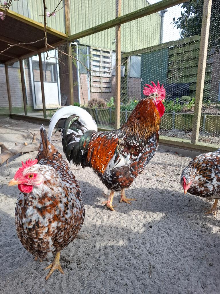 Broedeieren Zweedse bloemkip, Geslacht onbekend, Kip