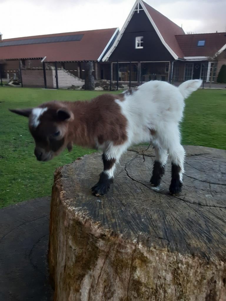 Fles lam, Dieren en Toebehoren, Schapen, Geiten en Varkens, Mannelijk, Geit