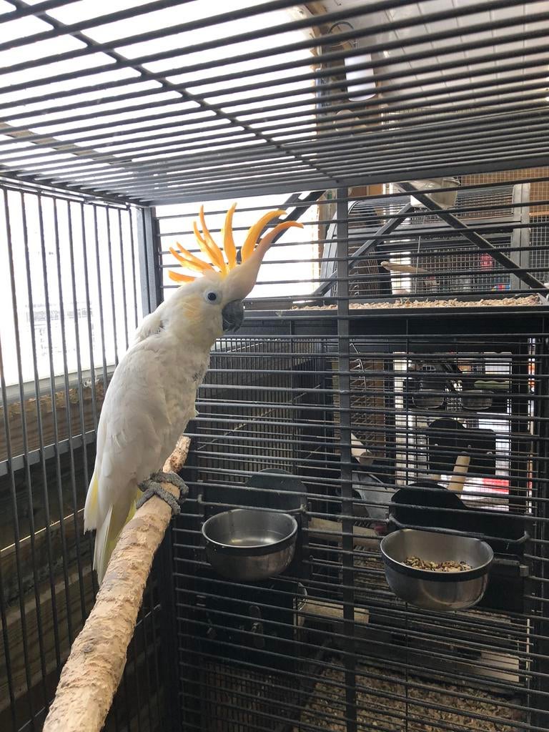 Oranjekuifkaketoe, Dieren en Toebehoren, Vogels | Parkieten en Papegaaien, Mannelijk, Papegaai, Geringd
