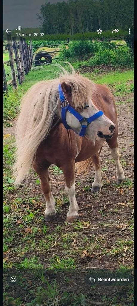 Twee mooie apart gekleurde ponys, Dieren en Toebehoren, Pony's, Merrie, A pony (tot 1.17m)