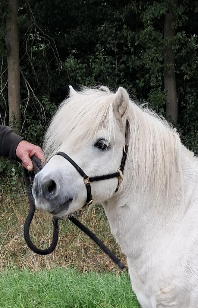 Staat ter dekking info 06 40673262, Hengst