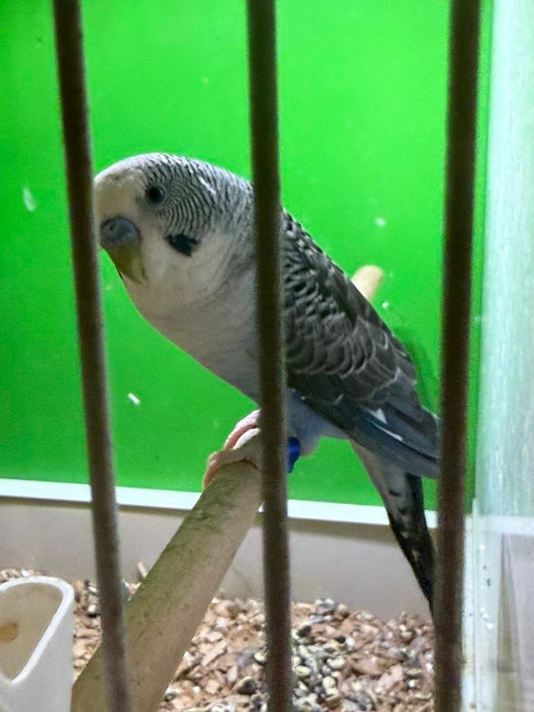 Blackwing split blackface, Mannelijk, Parkiet, Geringd