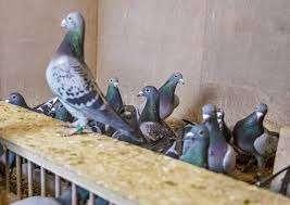 Postduiven en Sierduiven., Meerdere dieren, Postduif