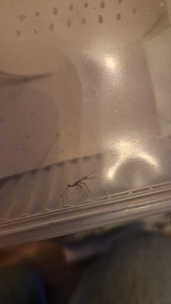 Wandelende takken, Wandelende tak