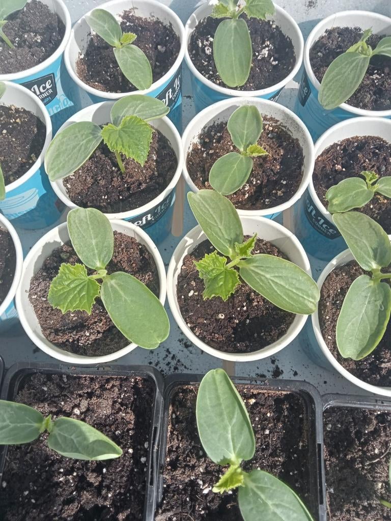 Komkommer, tomaten, Paprika en Watermeloen plantjes/ Stekjes, Tuin en Terras, Planten | Tuinplanten, Ophalen, Eenjarig, Groenteplanten