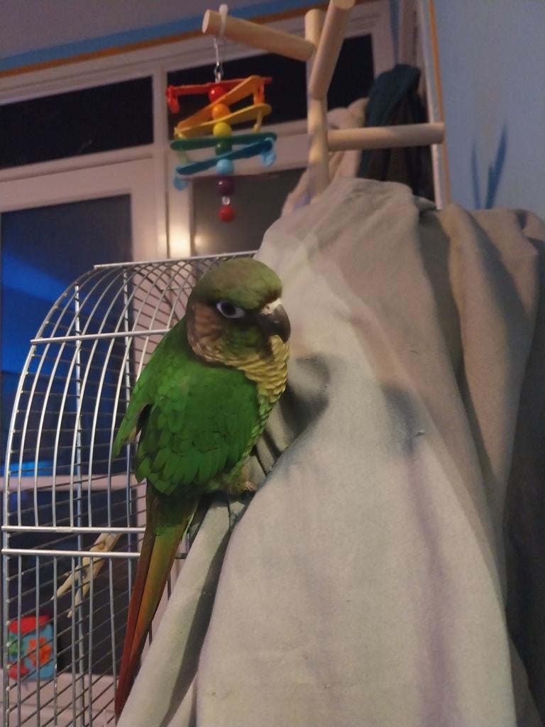 Pyrrhura, Dieren en Toebehoren