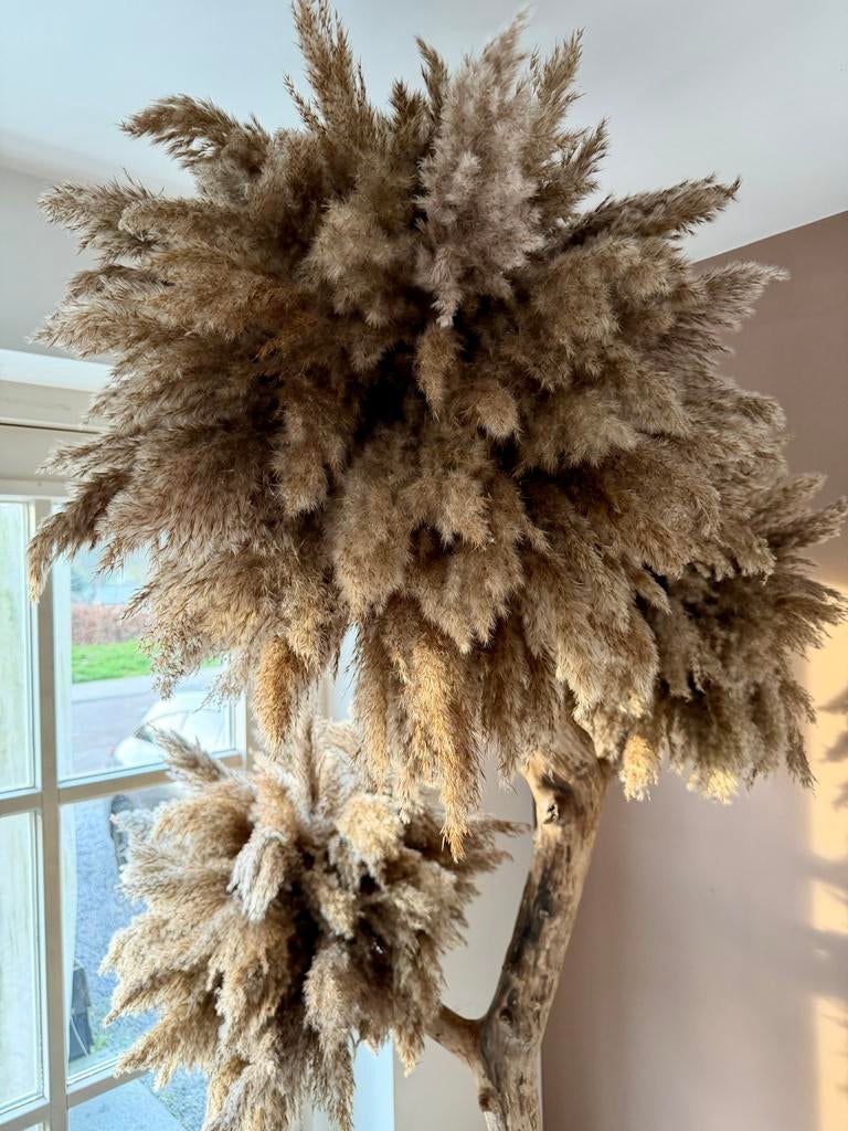 Decoratieve Pampasgras Boom in Pot groot, 200 cm of meer, Volledige schaduw, Overige soorten, Ophalen of Verzenden