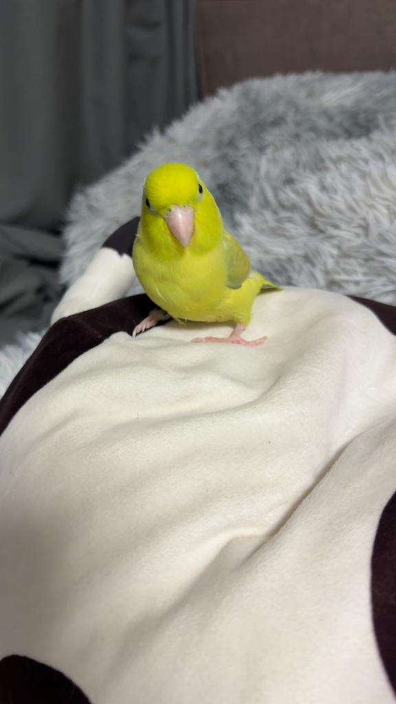 Forpus, Geslacht onbekend, Tam