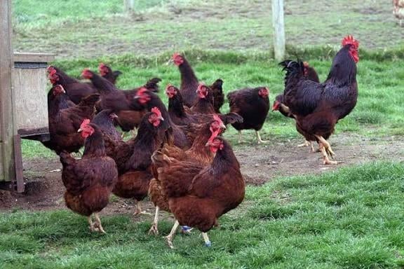 Rhode Island red jonge hennen, Dieren en Toebehoren, Pluimvee, Kip, Meerdere dieren