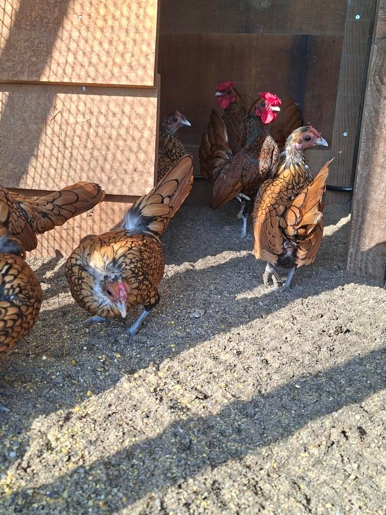 Eieren goudzwartgezoomd sebright, Meerdere dieren, Kip