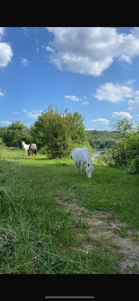 Weide in Kanne, Dieren en Toebehoren, Stalling en Weidegang