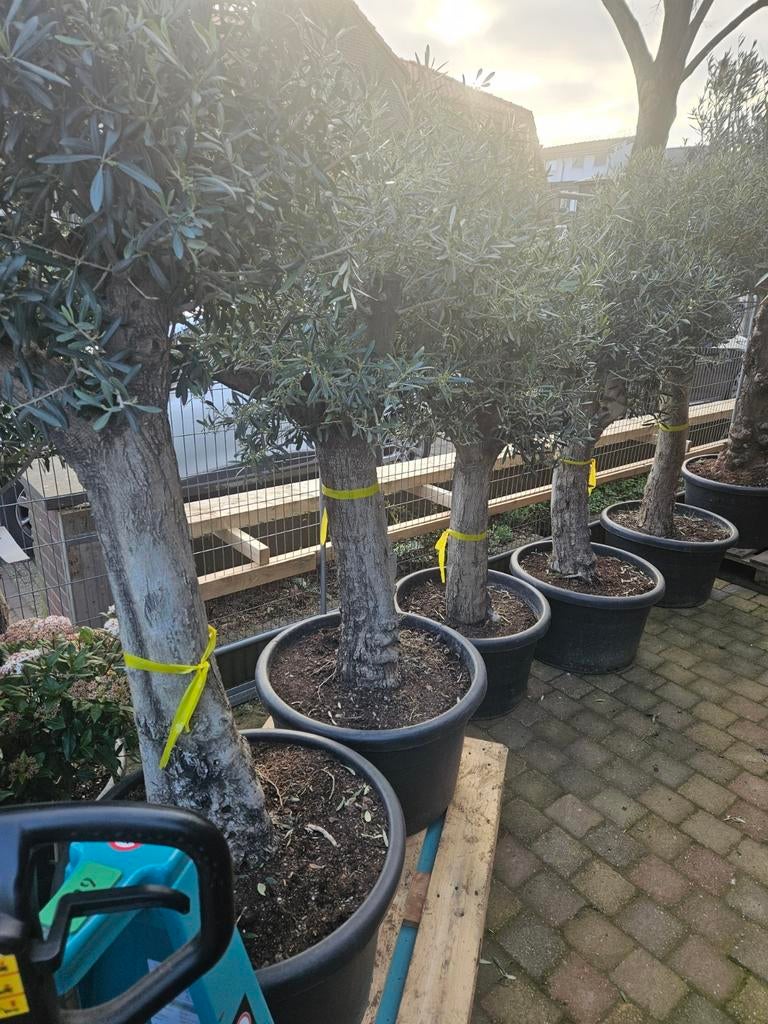 Olijfbomen dunne stam 150 en 160 hoog (39 en 59 eur), Tuin en Terras, Planten | Bomen, Volle zon, Ophalen of Verzenden, 100 tot 250 cm