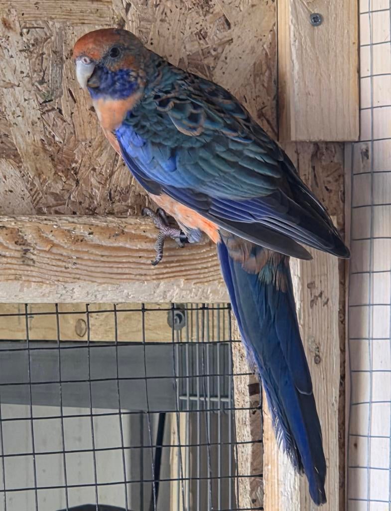 Pennant rosella, Dieren en Toebehoren, Vogels | Parkieten en Papegaaien, Vrouwelijk, Parkiet