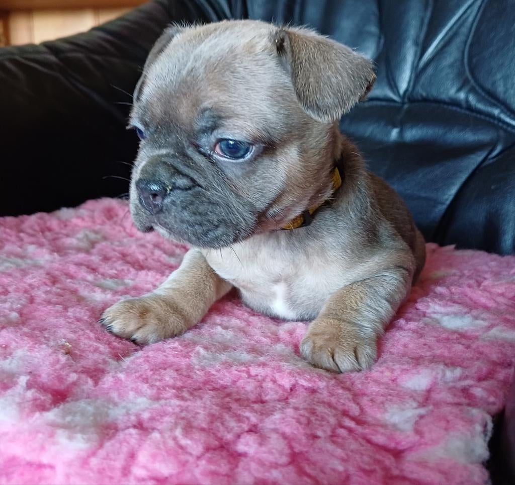 Franse Retro bulletjes Geb 15-2-2026, Parvo, 8 tot 15 weken, Bulldog, Meerdere