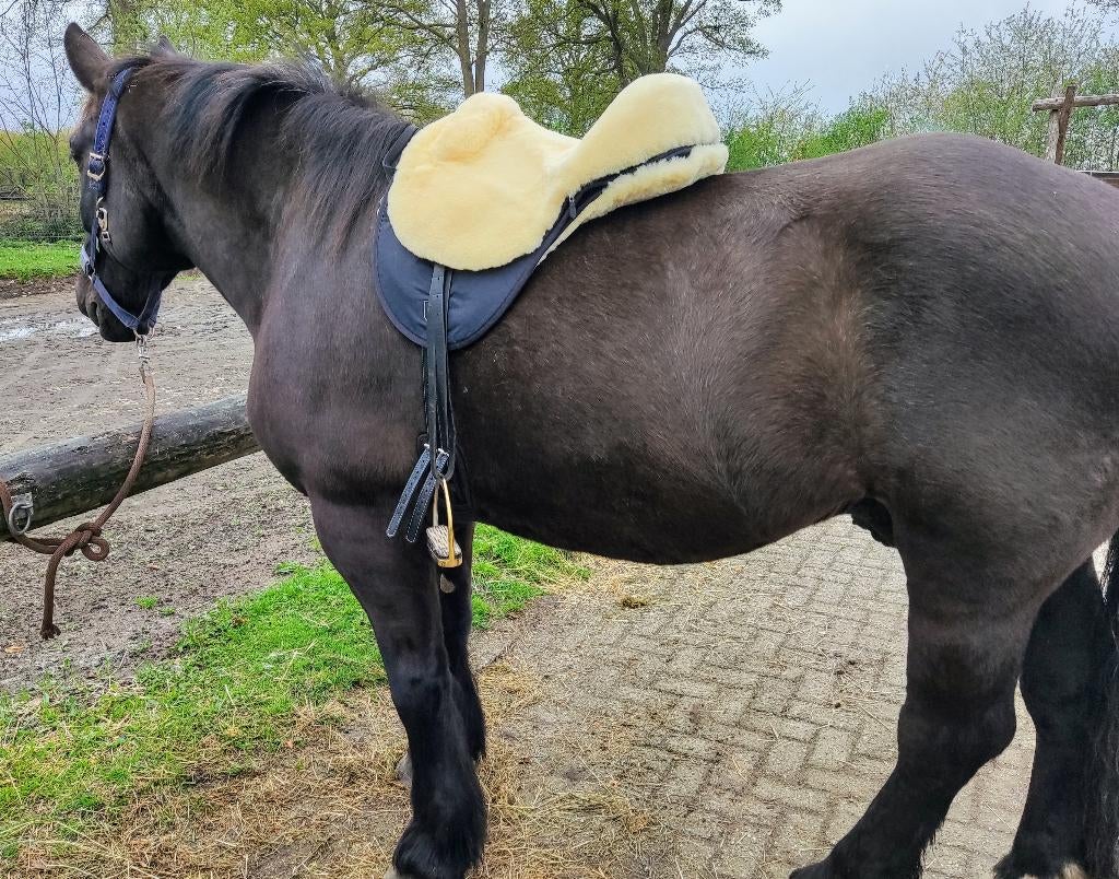 Werner christ Barebackpad Cloud Special Plus Full/paard, Ophalen of Verzenden, Nieuw, Overige soorten
