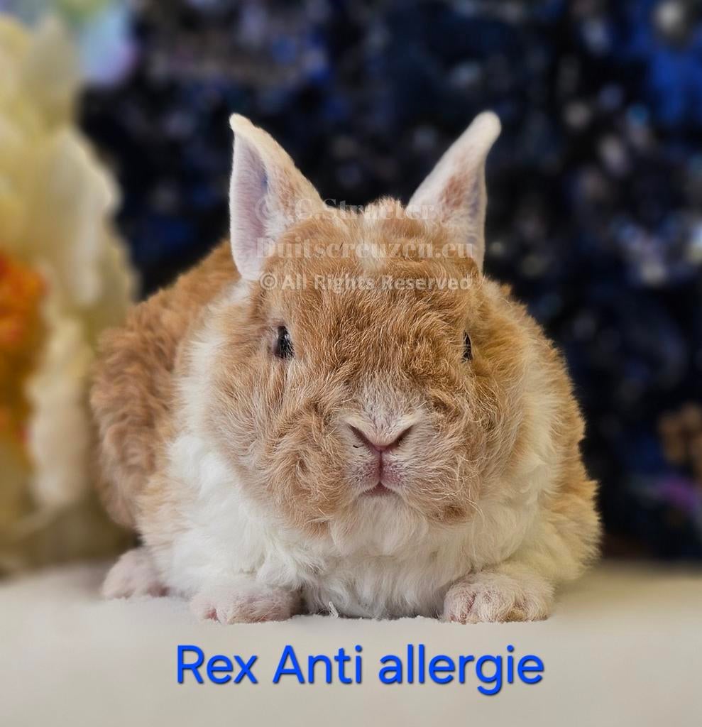 De ENIGE ECHTE mini loffelohr konijntjes, Meerdere dieren, Dwerg