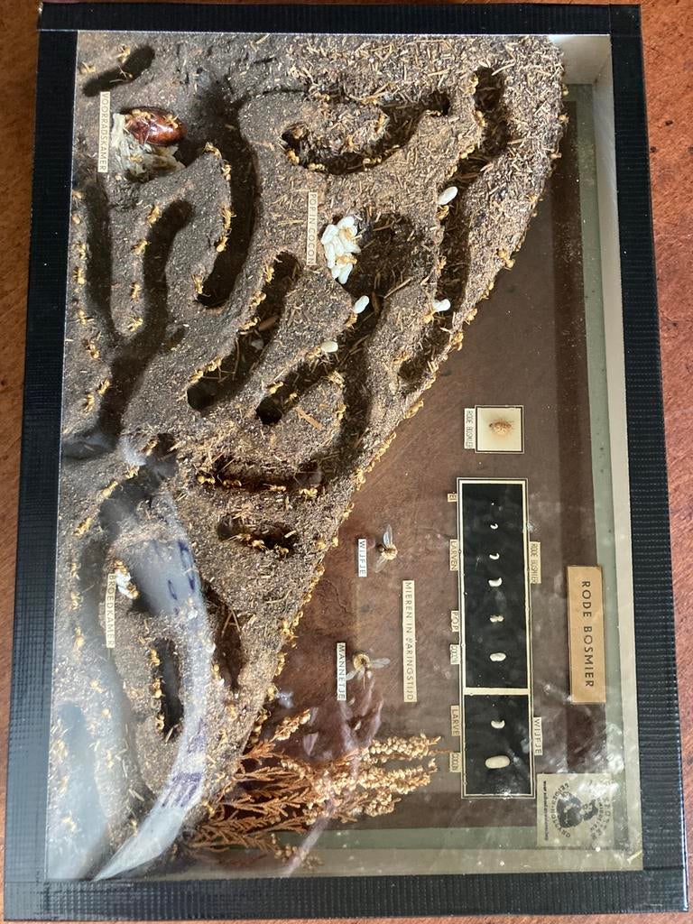 Rode bosmier, Antiek en Kunst, Ophalen of Verzenden