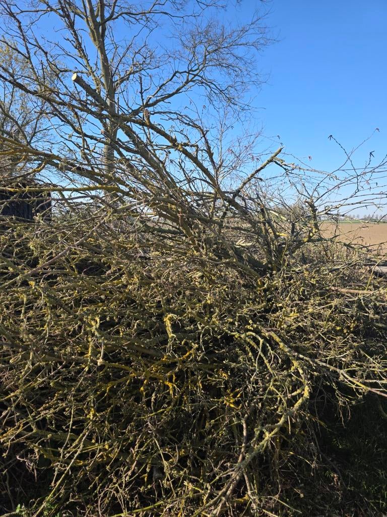 Grote stapel takken voor snipperd, Minder dan 3 m³, Ophalen