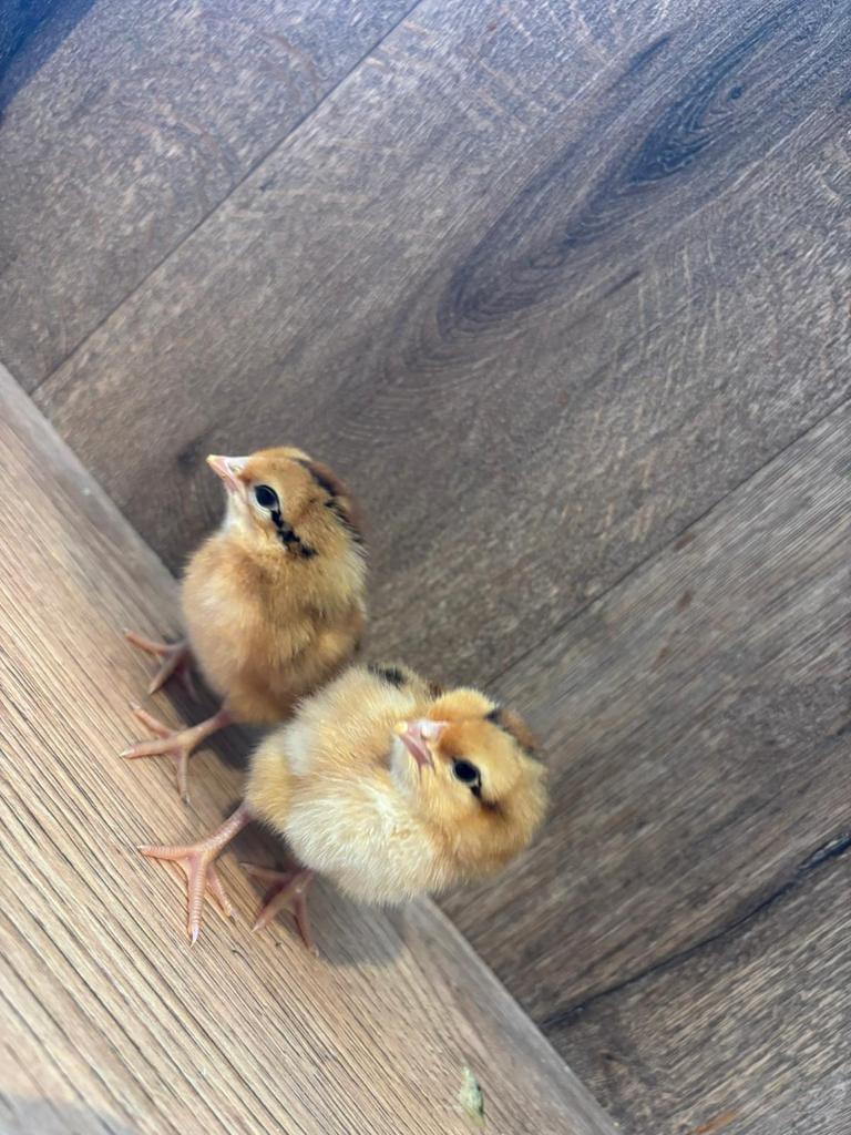 Bruine legkip kuikens, Geslacht onbekend, Kip