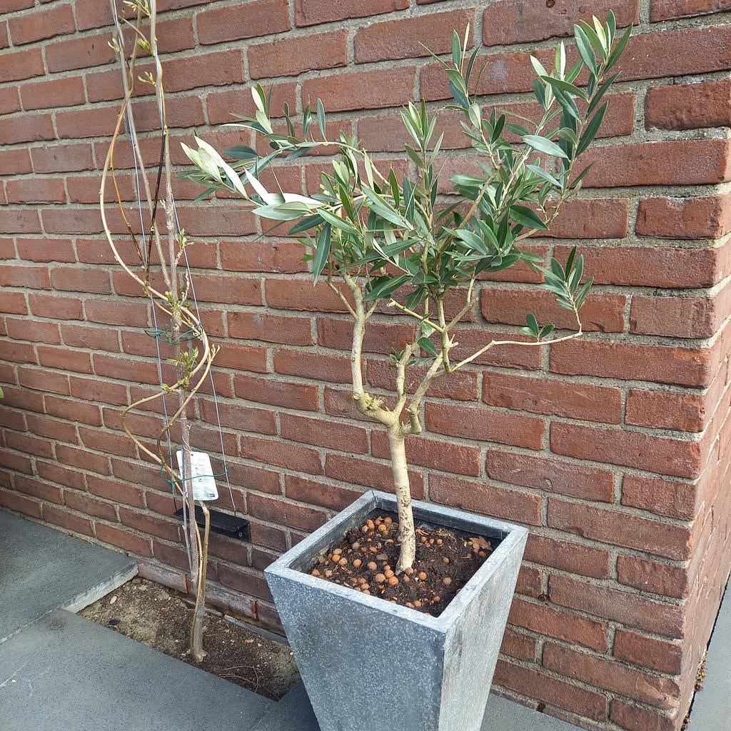 Olijfboom 95 cm hoog in kunststof bloembak, Ophalen