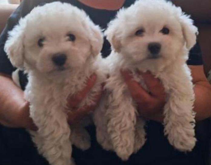 Maltipoo pups, Parvo, Overige rassen, 8 tot 15 weken, Meerdere