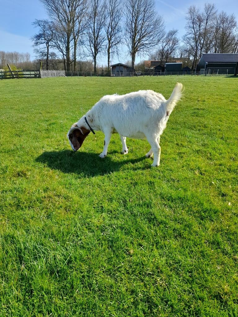 Te koop drachtige boergeit, Vrouwelijk, Schaap