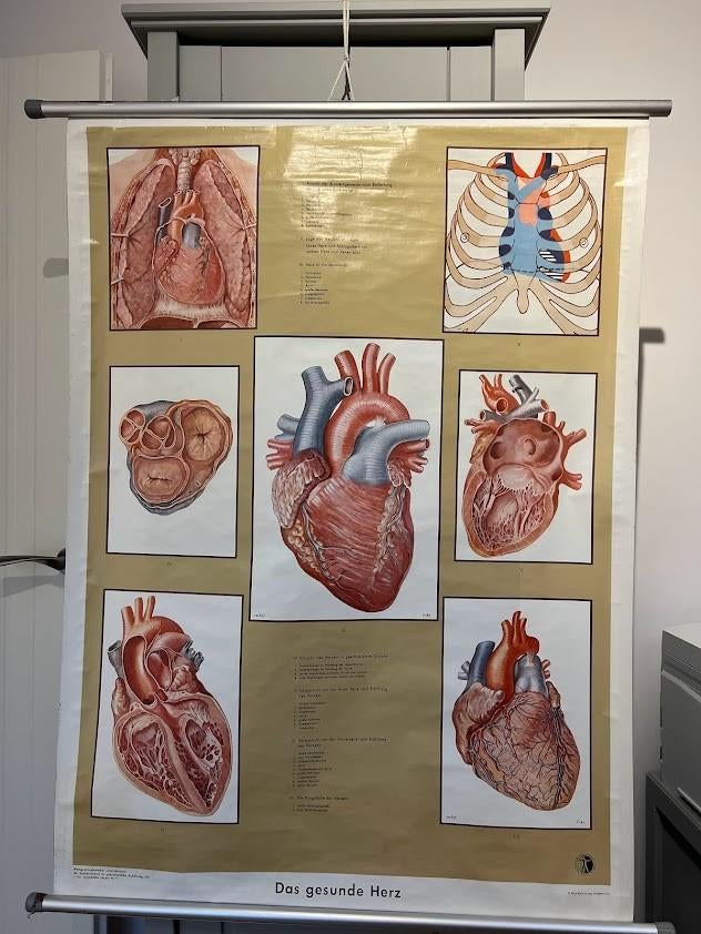 Hart. Das gesunde Herz 1954 Koln / Stuttgart schoolplaat, Verzamelen, Ophalen